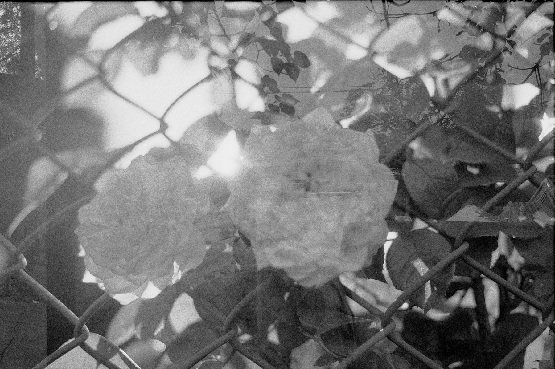 Photography Series 06, image 3